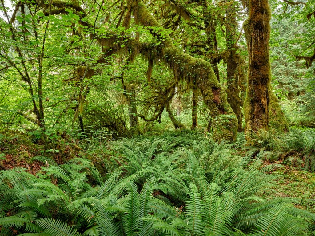 Fougères dans une vieille forêt