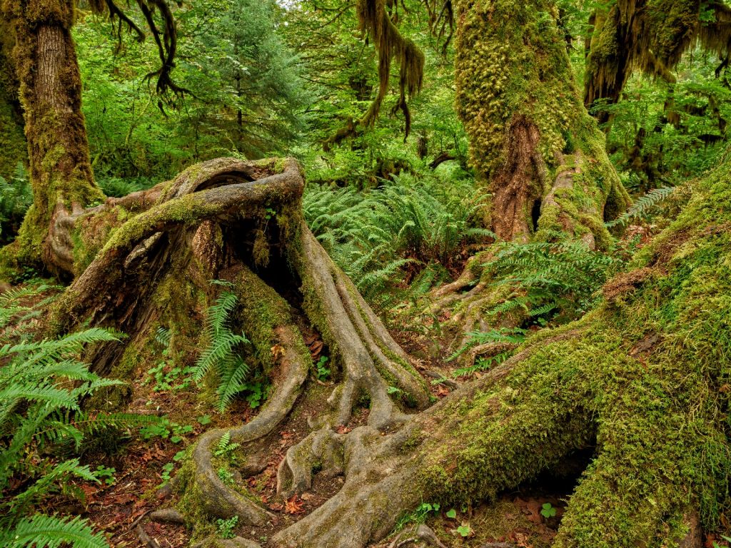 Racines d'arbres élégantes