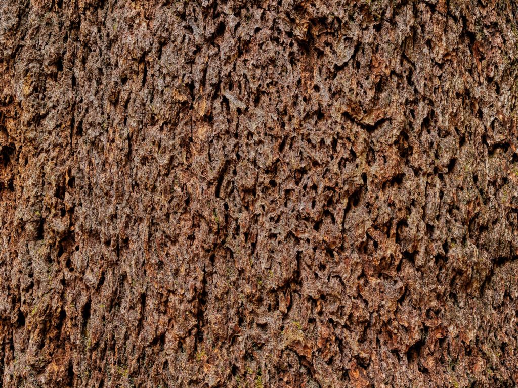 Écorce d'arbre détaillée
