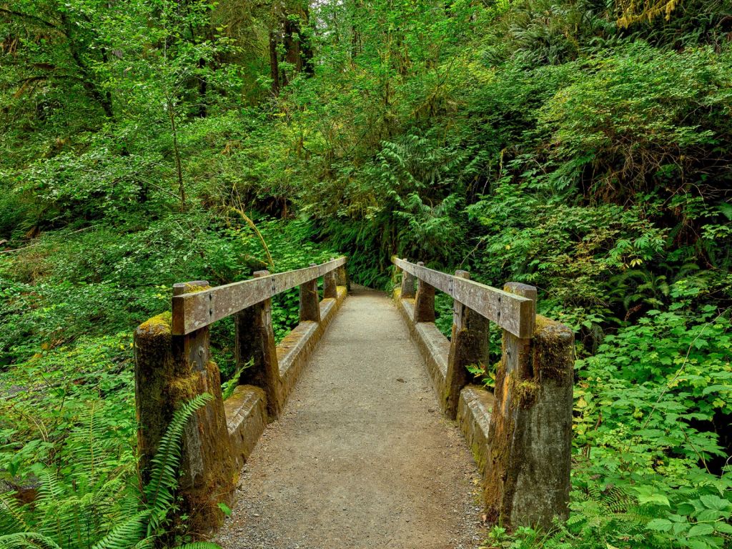 Pont dans la forêt