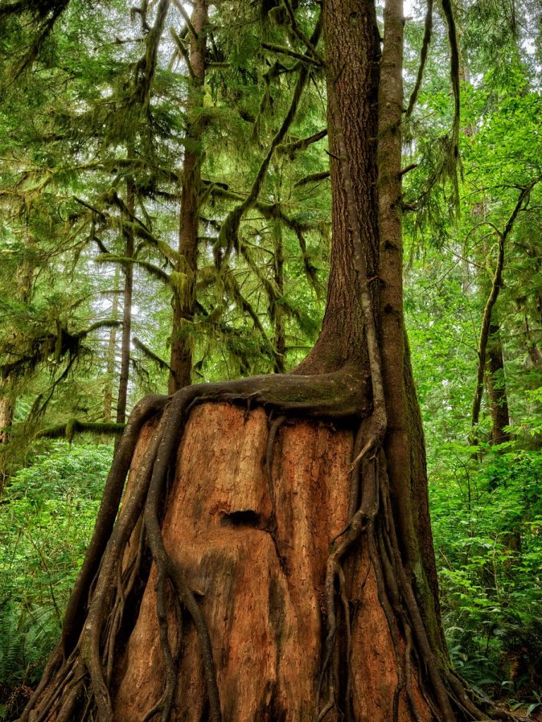 Arbre sur arbre