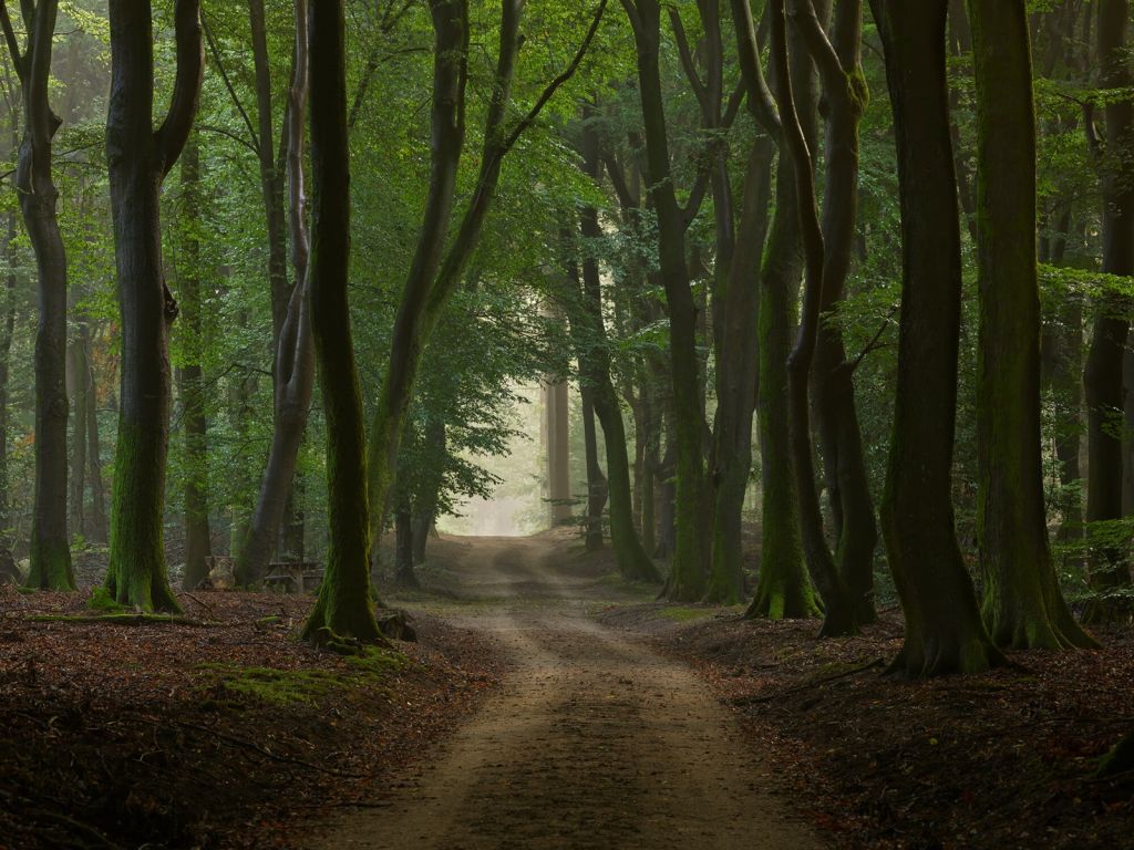 Sentier de sable dans la forêt