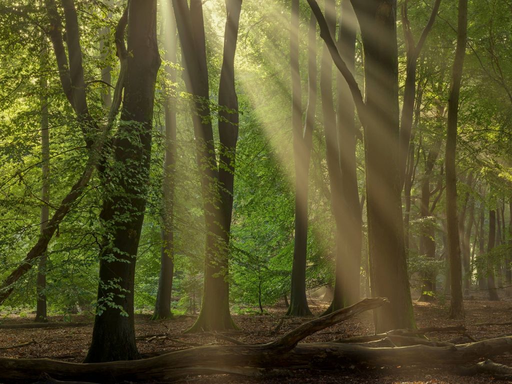 Harpes du soleil dans la forêt