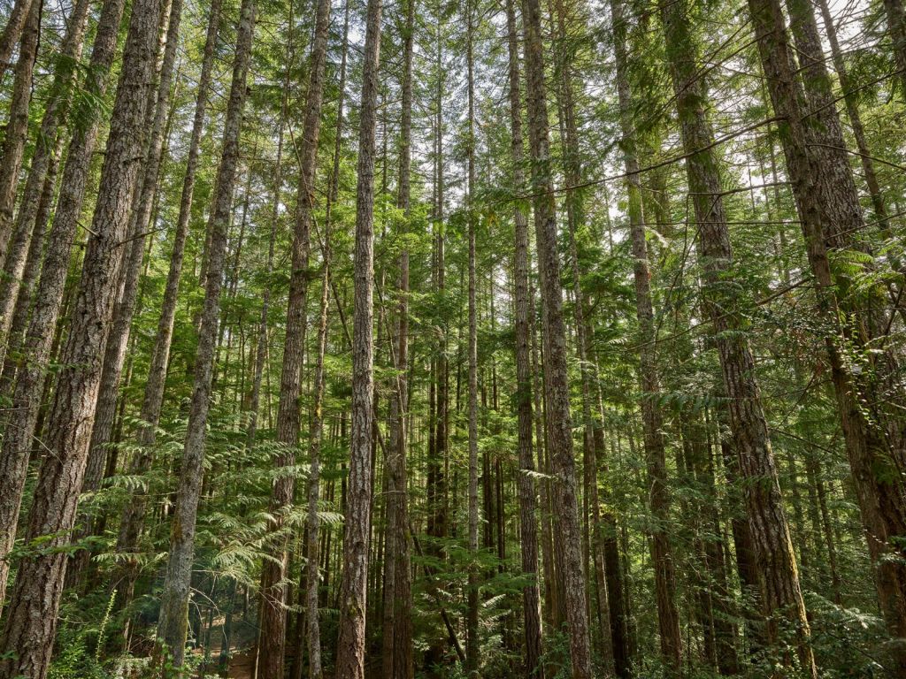 Arbres minces dans la forêt