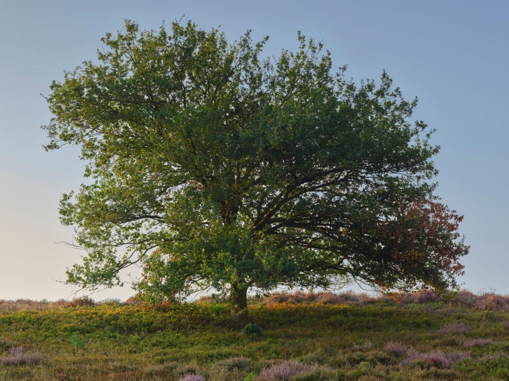 Arbre solitaire sur la lande