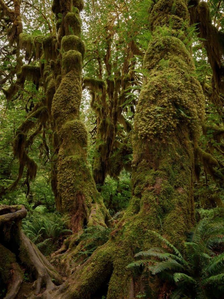 Arbres dans une forêt tropicale humide