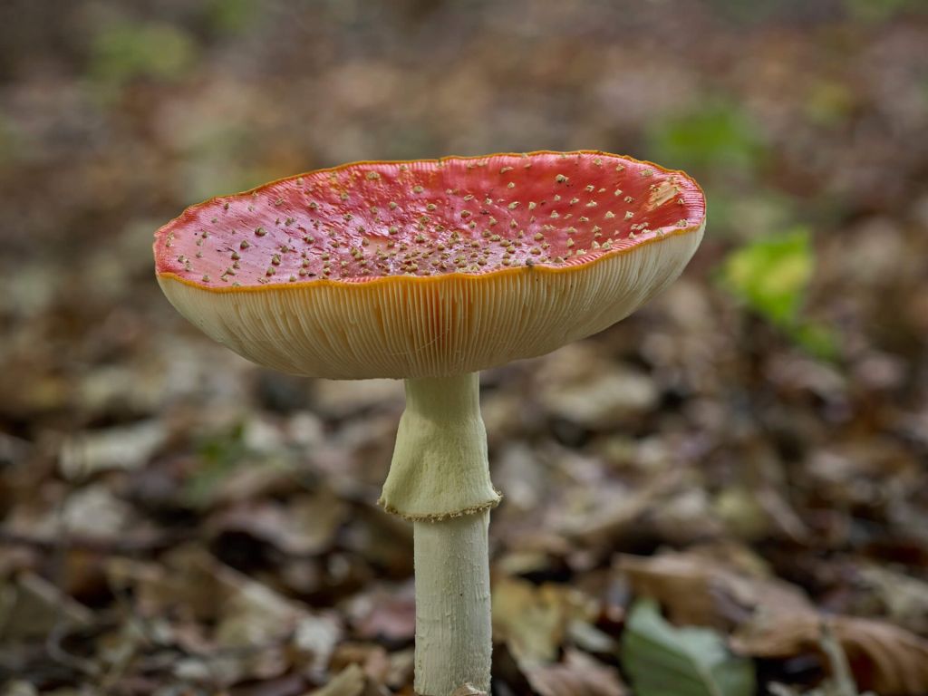 Champignon