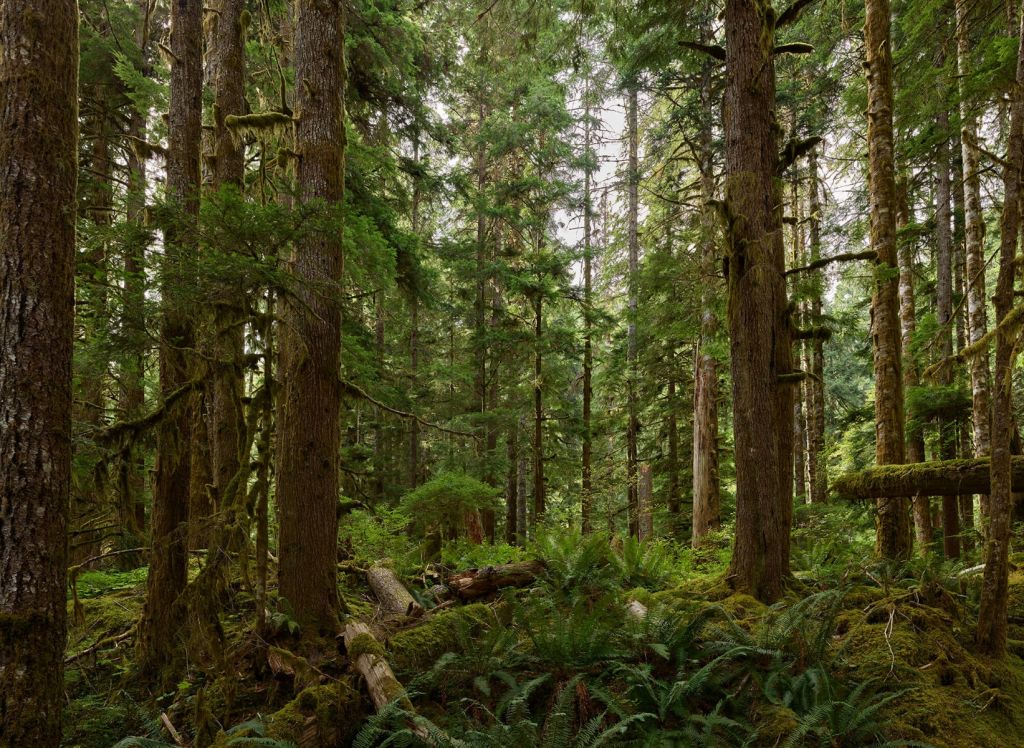 Forêt verte sauvage