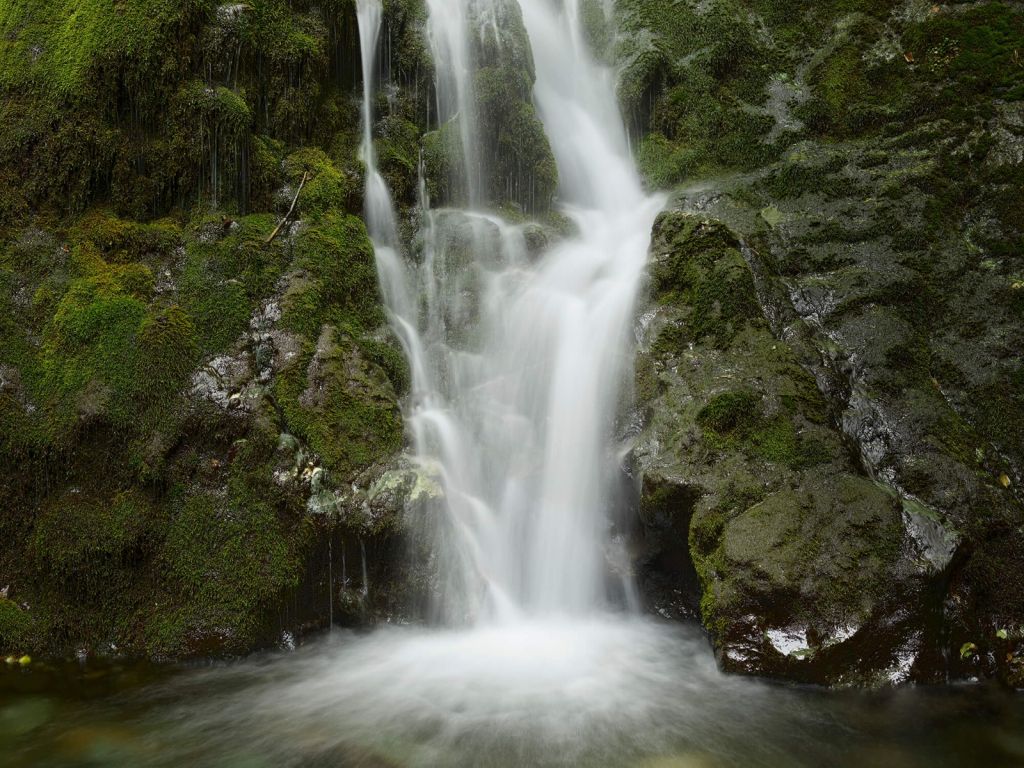 Cascade bordée de forêt