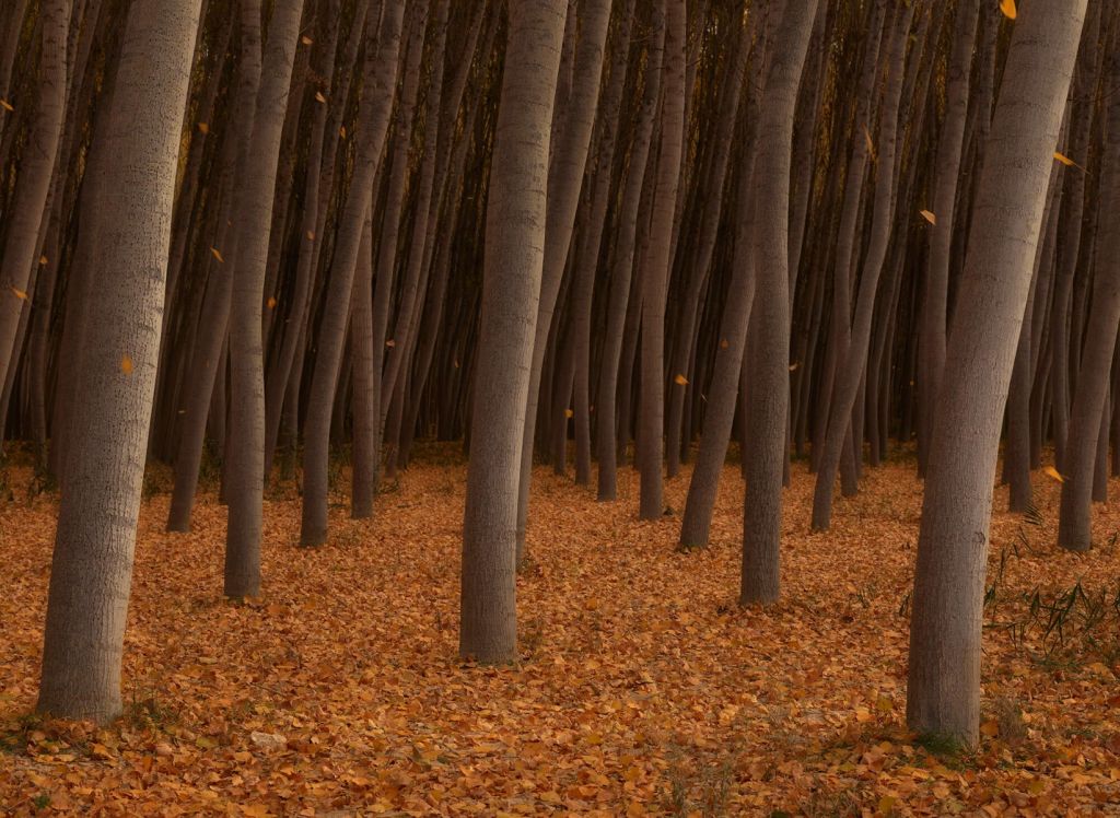 Feuilles tombantes