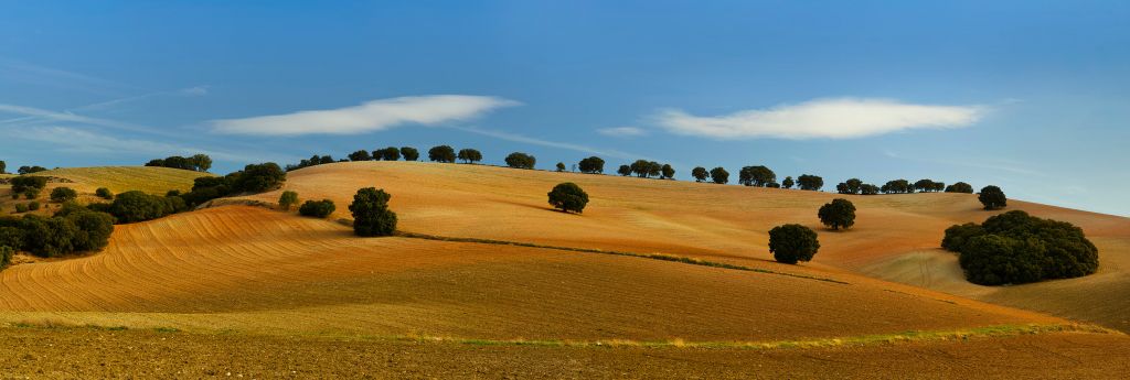 Les arbres dans le paysage espagnol