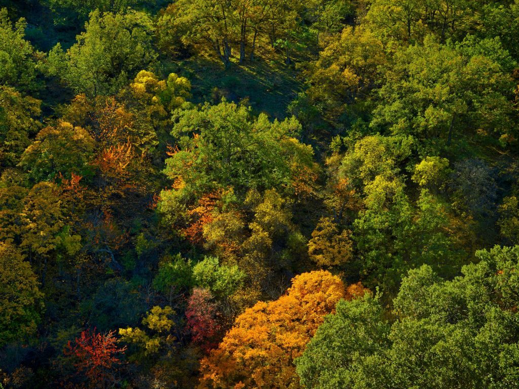 Arbres aux couleurs d'automne
