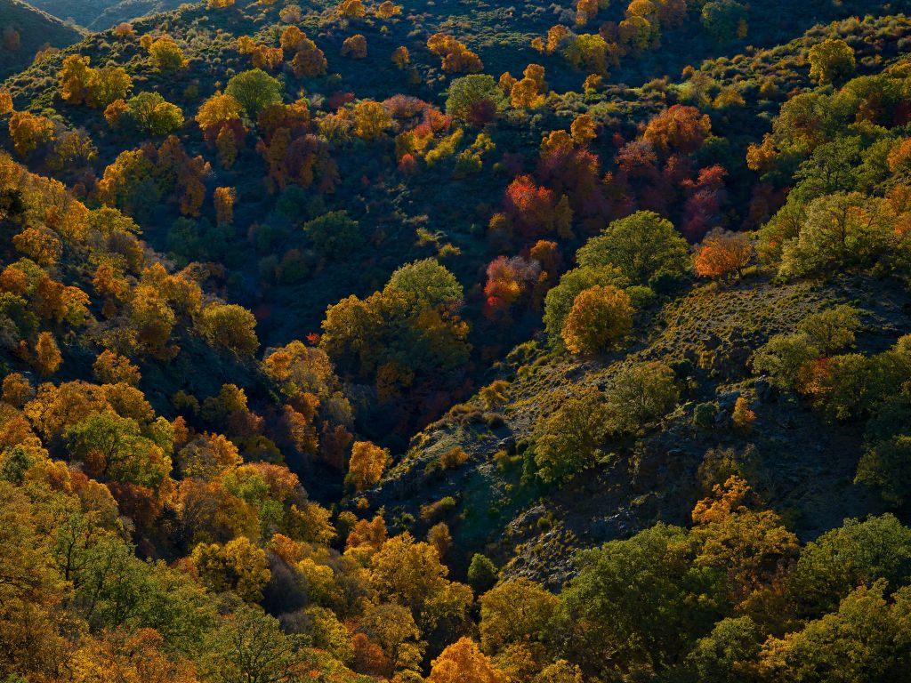 Automne coloré