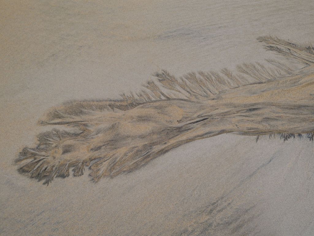 Tentacules dans le sable