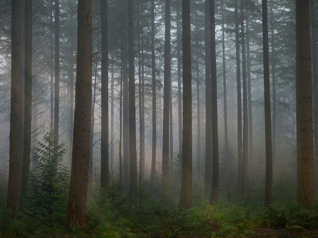 Forêt verte brumeuse