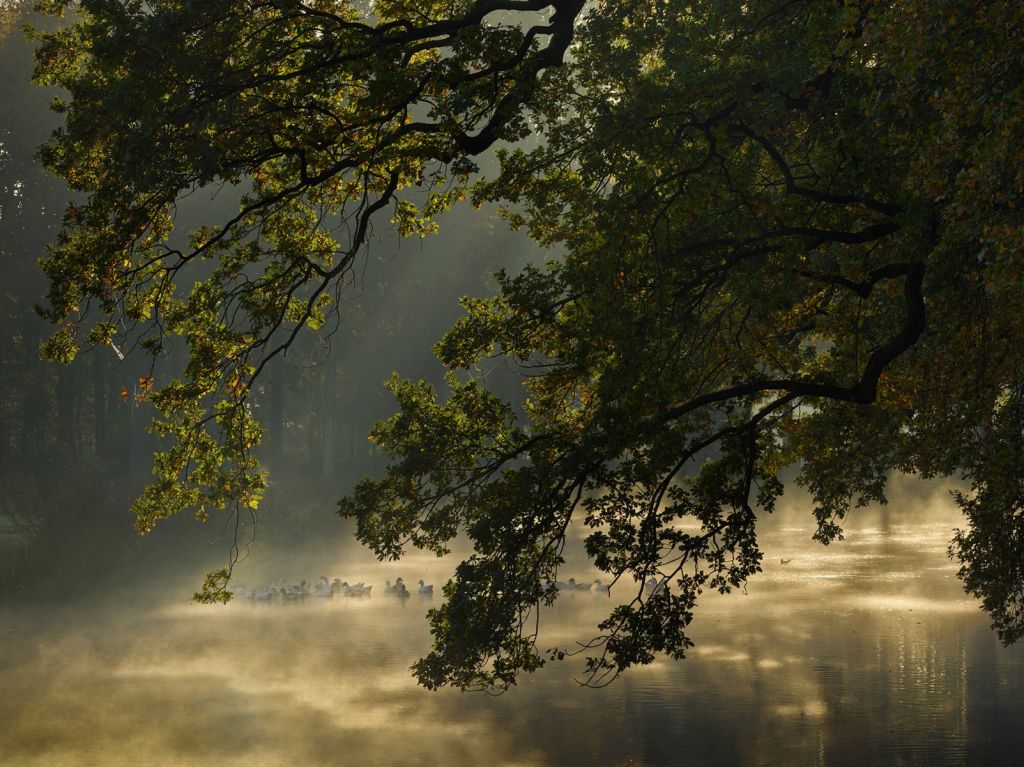 Branches en surplomb au-dessus de l'eau