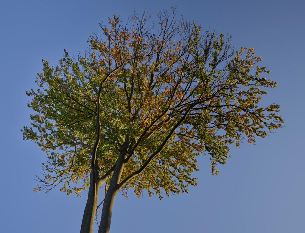 Arbre d'automne