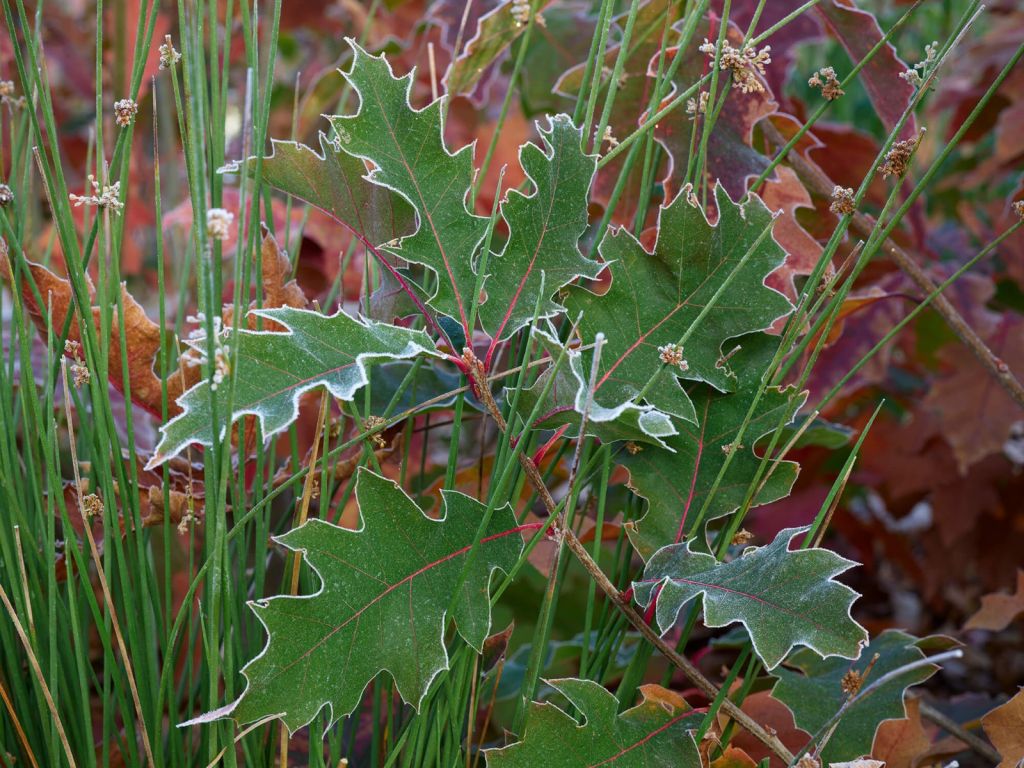 Feuilles de chêne avec gelée d'hiver