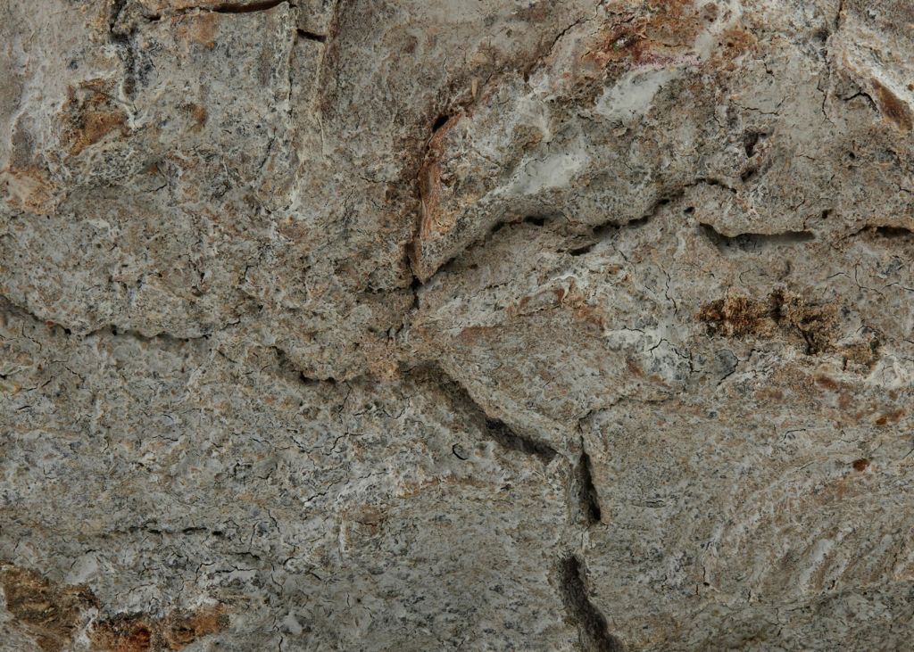 Écorce blanche