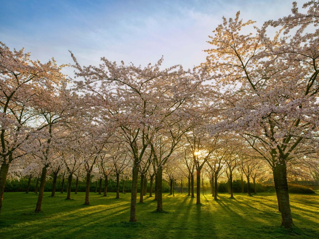 Arbres à fleurs