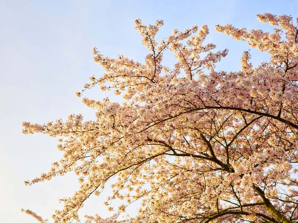 Une branche en fleur