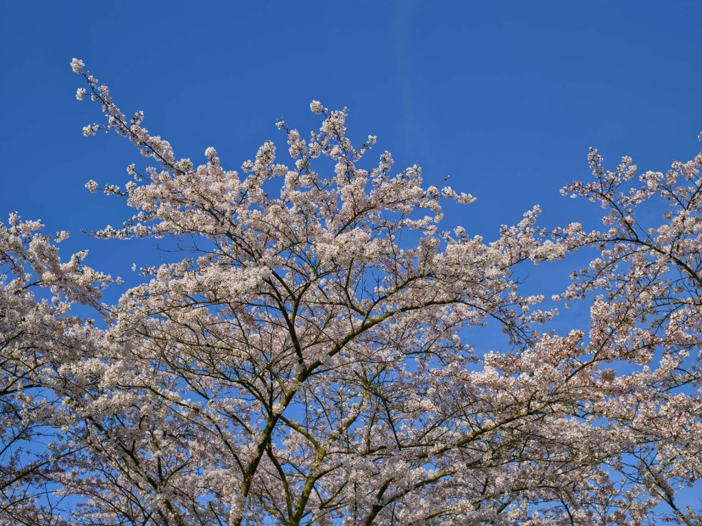 Fleurir avec un ciel bleu