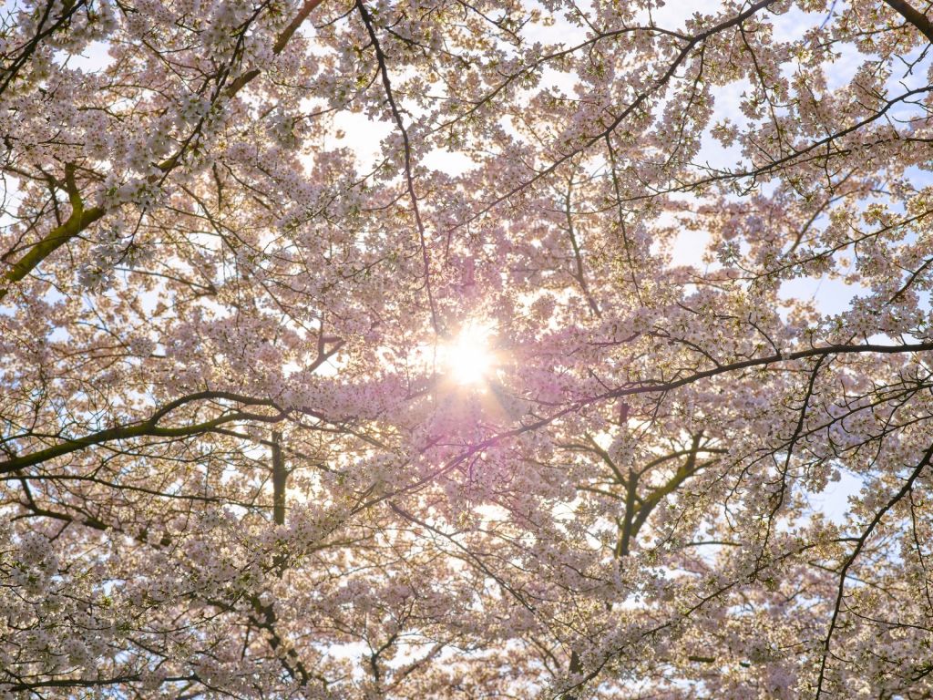 S'épanouir au soleil