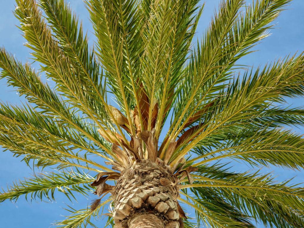 Palmier tropical