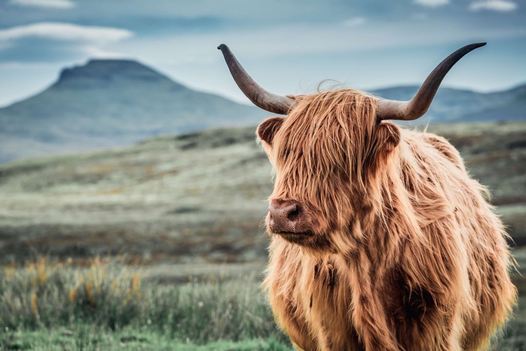 Highland écossais dans les collines