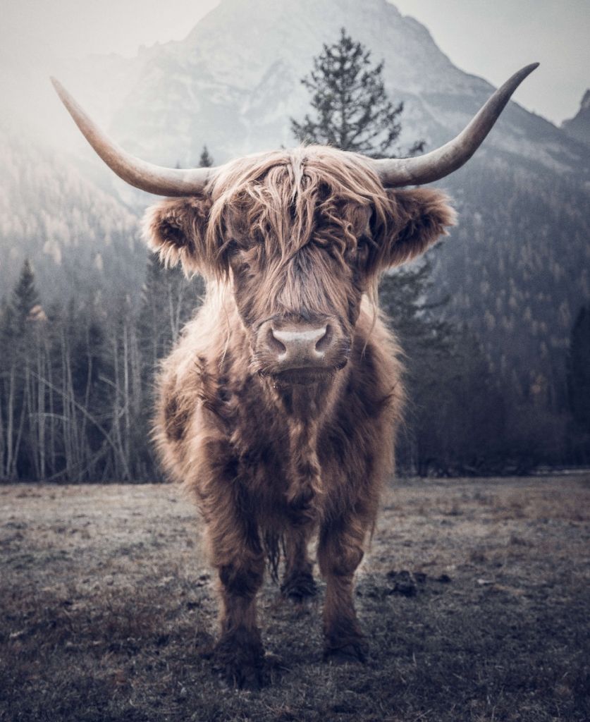 Le Highland écossais au bord de la forêt