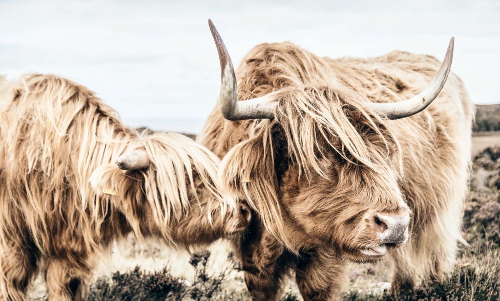 Deux Highlands écossais