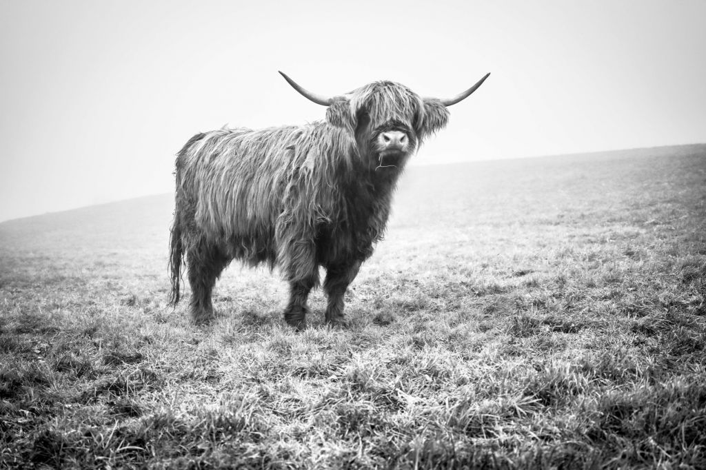 Le Highland écossais dans l'herbe