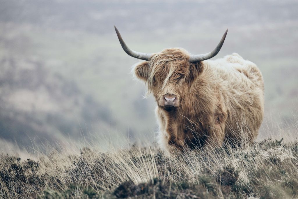 Les Highland écossais dans la nature