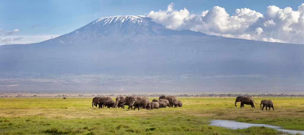 Eléphants d'Afrique