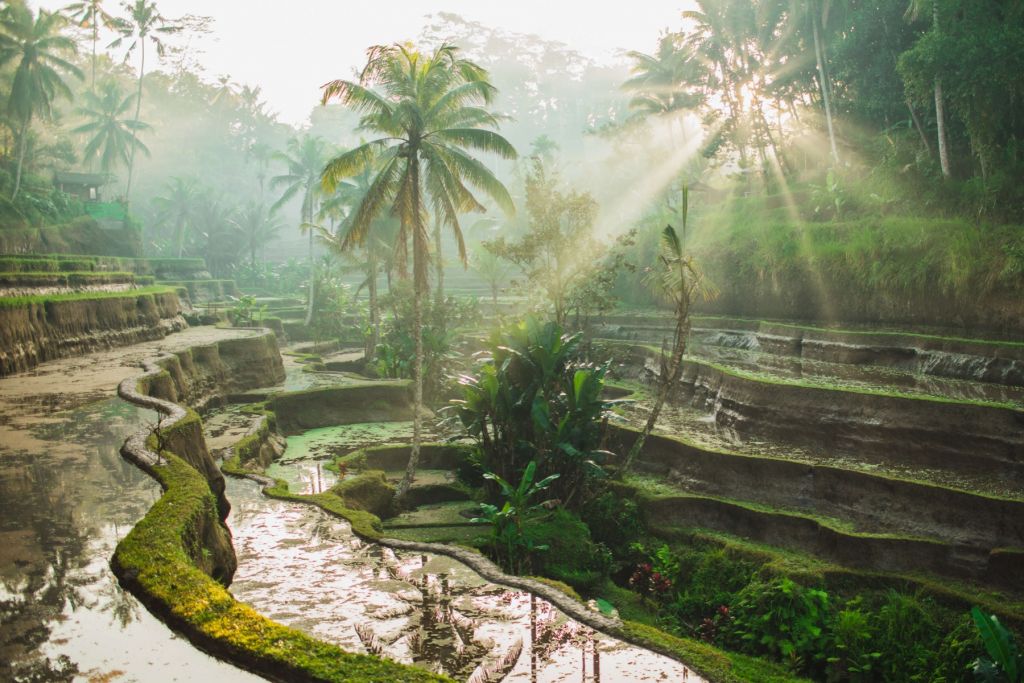 Des rizières dans la jungle