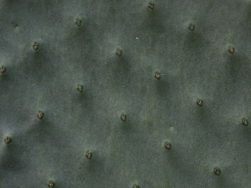 Gros plan sur les cactus