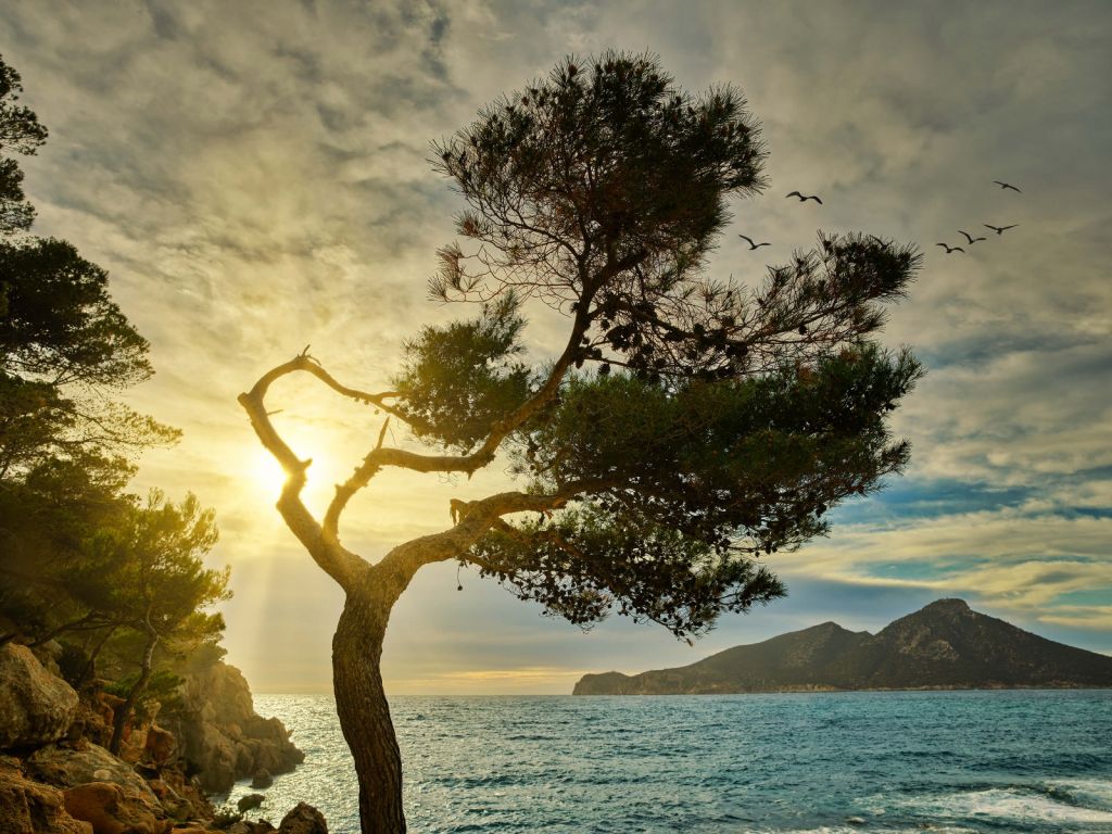 Arbre courbé