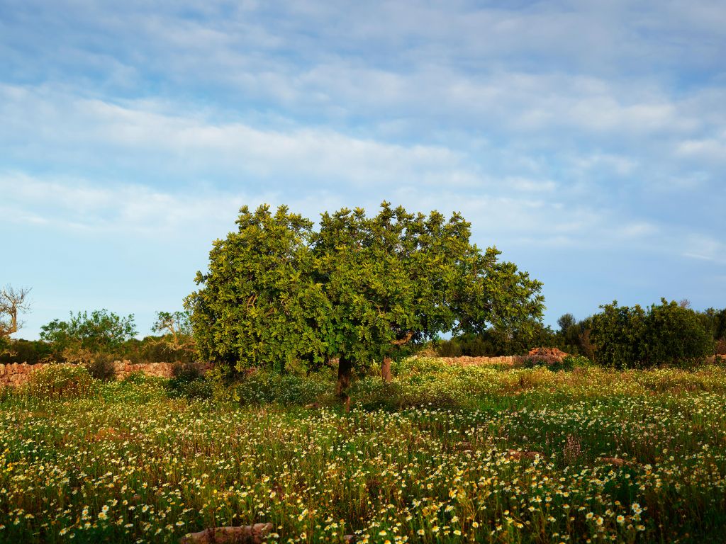Arbre entre camomille en fleur