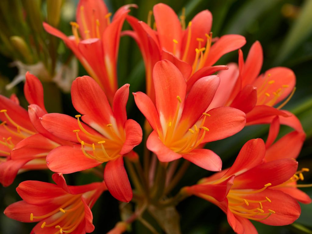 Fleurs en fleurs