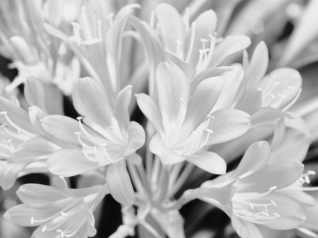 Fleurs en fleurs, en noir et blanc
