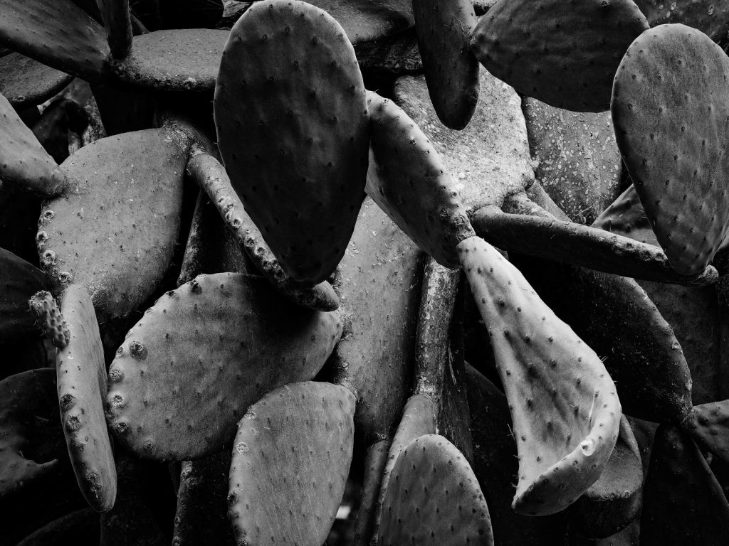 Cactus, noir et blanc