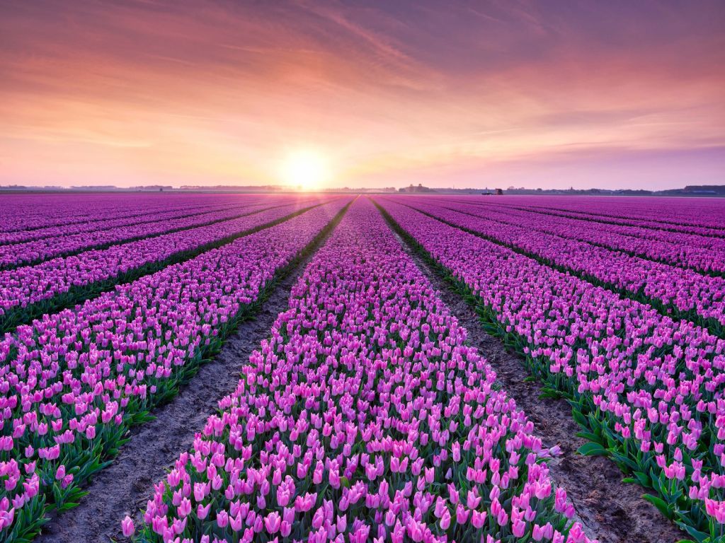 Champ de tulipes au lever du soleil