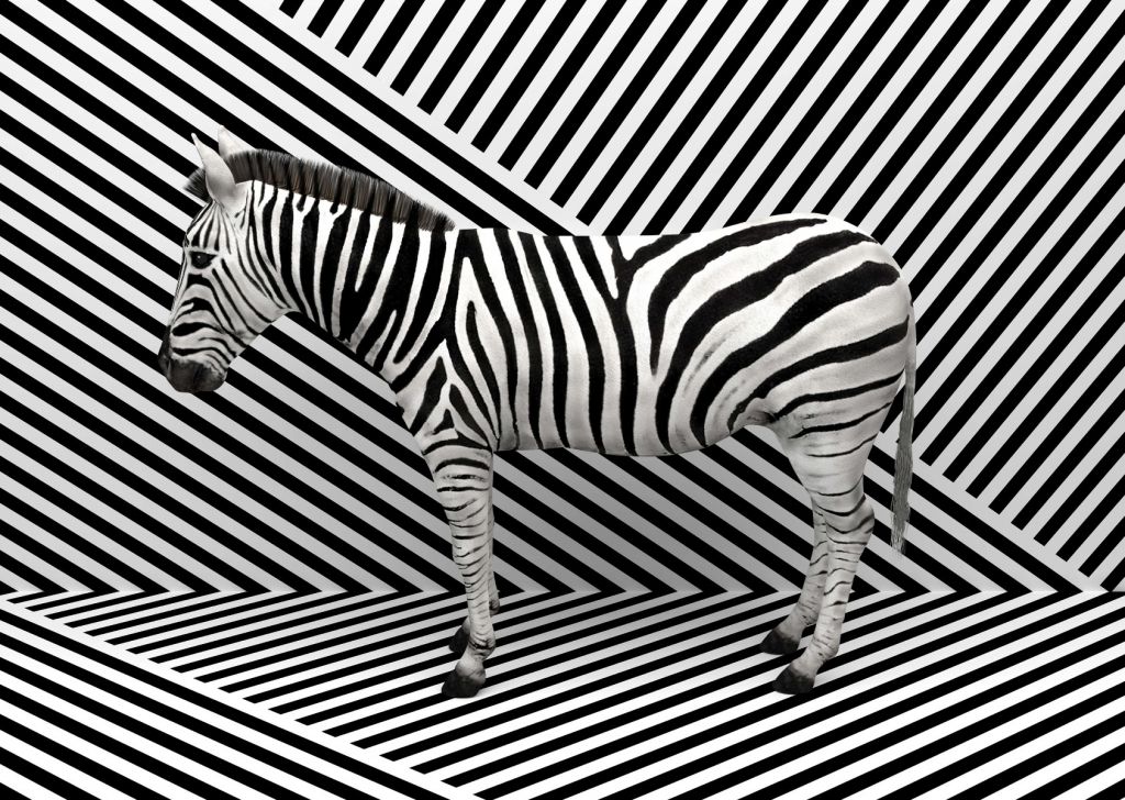 Zèbre camouflé