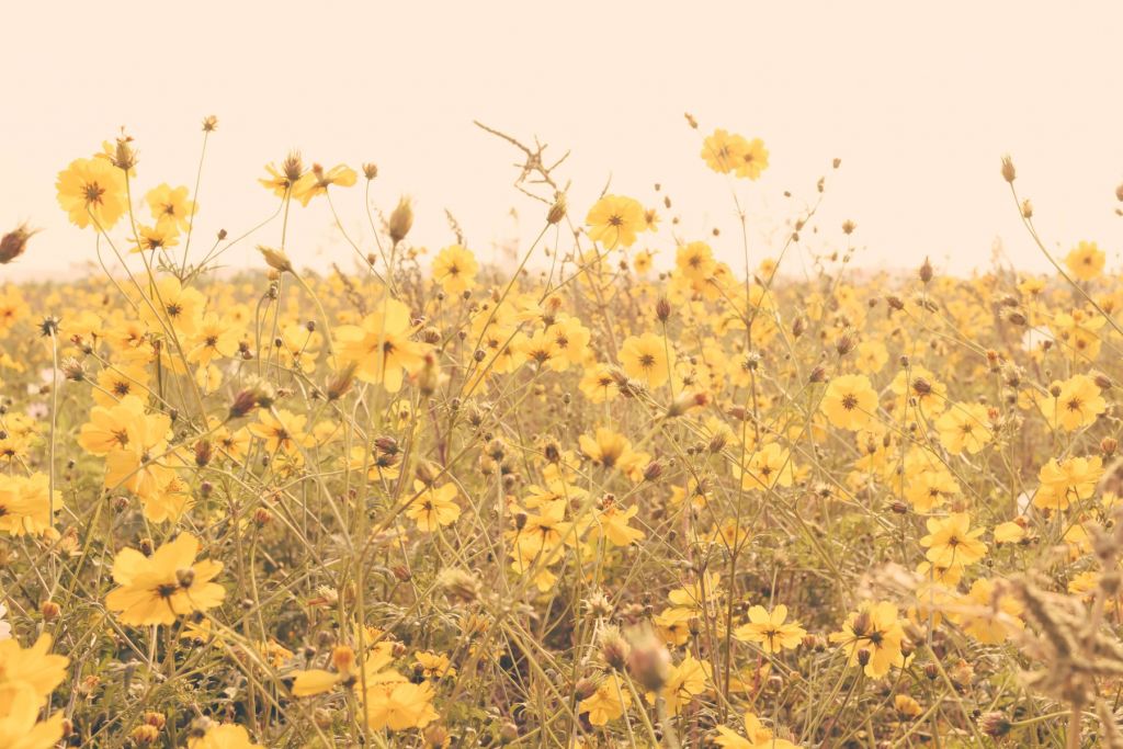 Fleurs jaunes au look vintage