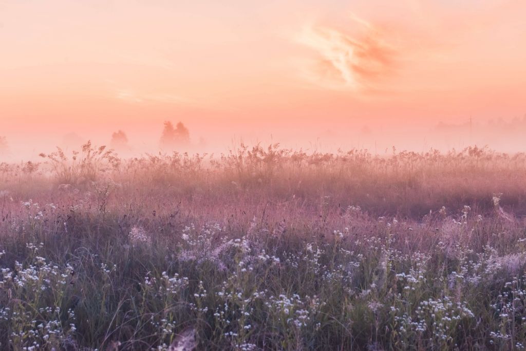 Champ avec brume du matin