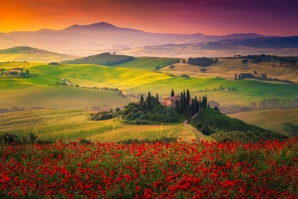 Des coquelicots rouges avec un paysage italien