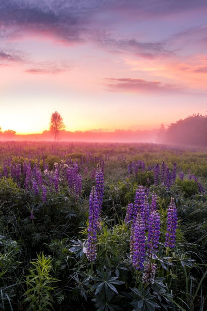 Lupins en fleur