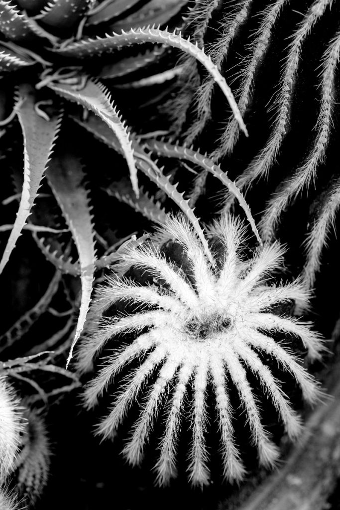 Les cactus noirs et blancs