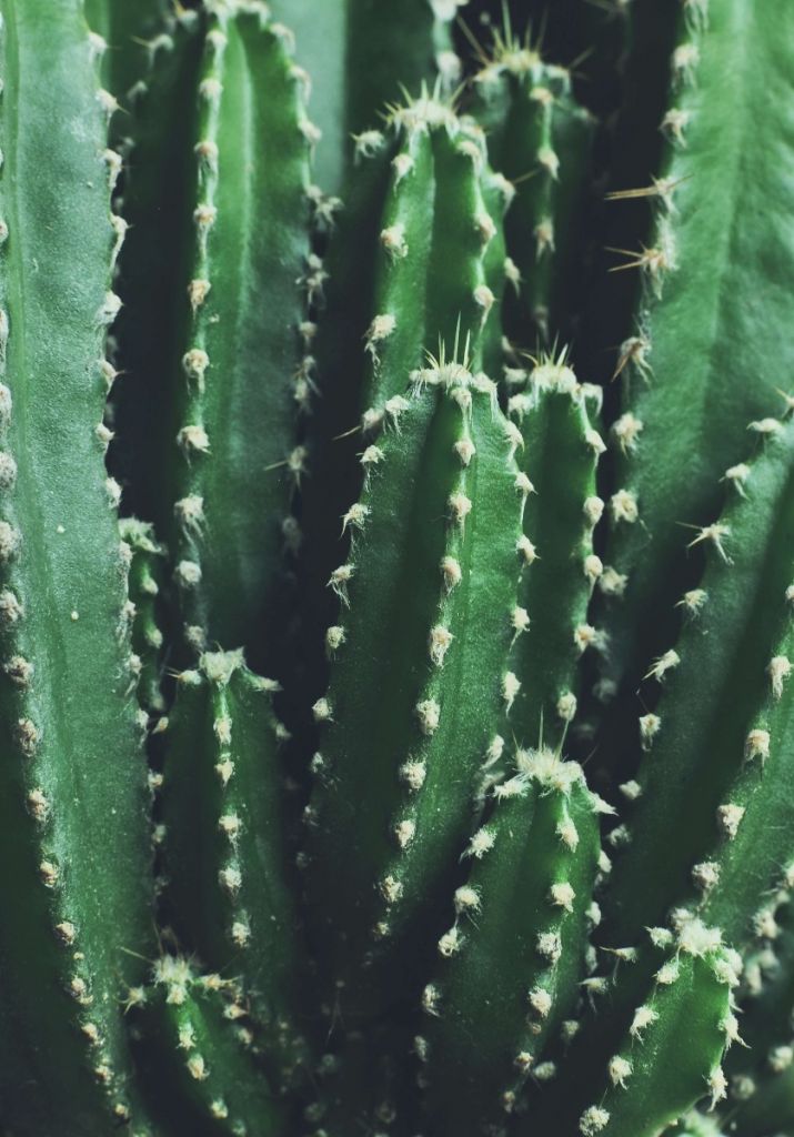 Gros plan sur le cactus vert