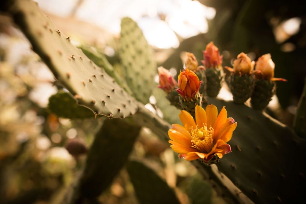 Fleurs de cactus orange